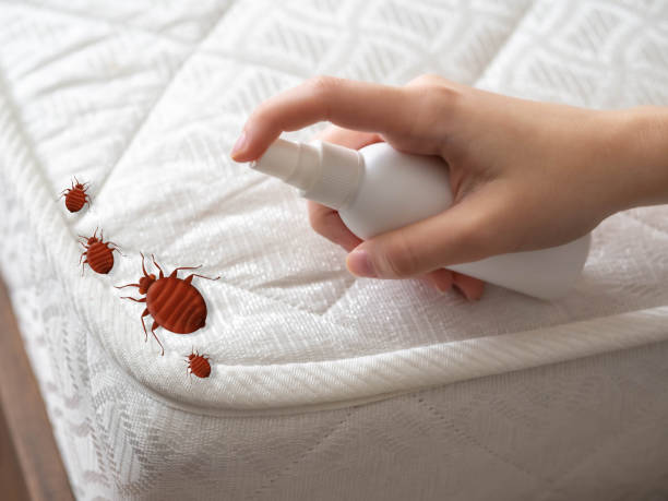 Best Mosquito Control Services  in Brighton, CO