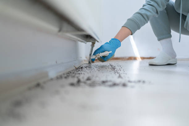 Best Emergency Pest Control  in Brighton, CO